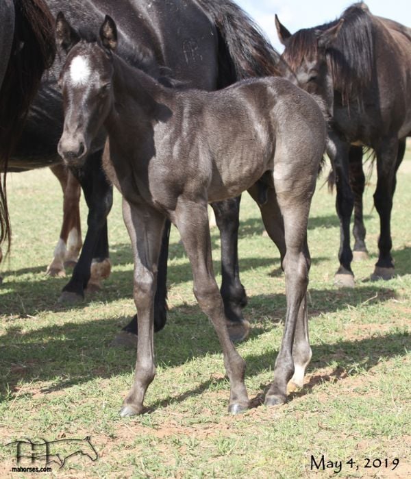 Hancocks Blu Babe's 2019 Roan Colt